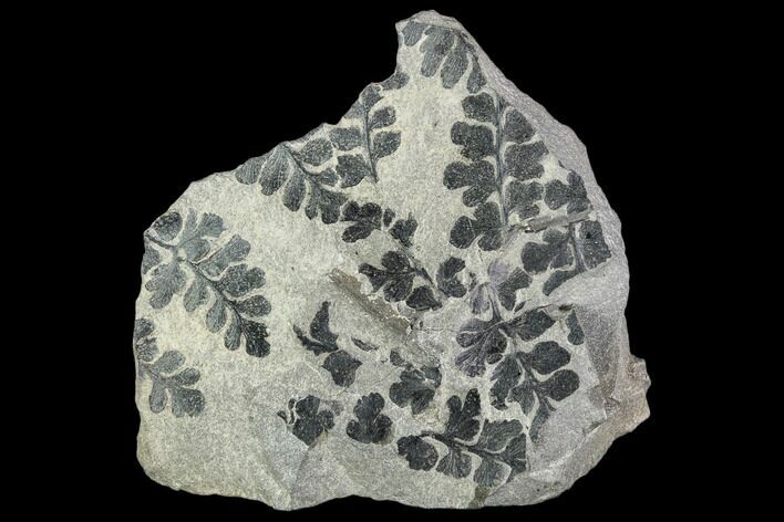 Pennsylvanian Fossil Fern (Sphenopteris) Plate - Kentucky #112916